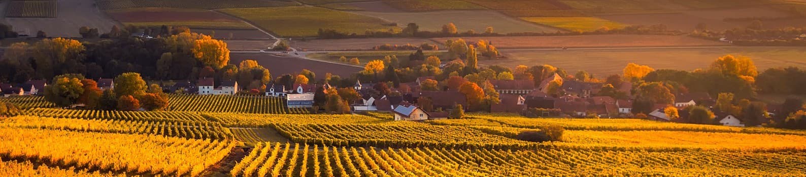 Rolling vineyard fields with autumn trees and houses under a sunset sky.